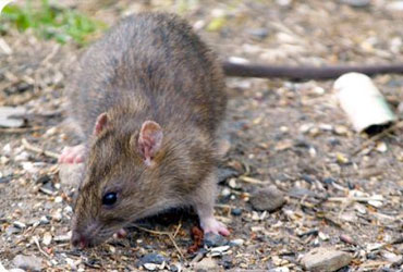 Pest Control Services in Sydney